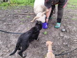 Debons'Chien