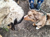 Debons'Chien