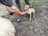 Debons'Chien