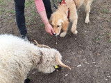 Debons'Chien