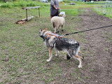 Debons'Chien