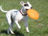 Debons'Chien