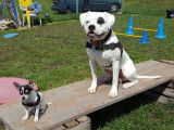 Debons'Chien