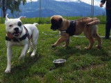 Debons'Chien