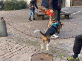 Debons'Chien