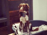Debons'Chien