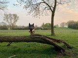 Debons'Chien