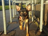 Debons'Chien