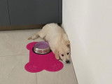 Debons'Chien
