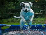 Debons'Chien