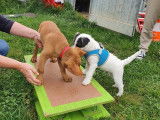 Debons'Chien
