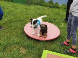 Debons'Chien