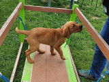 Debons'Chien