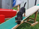 Debons'Chien
