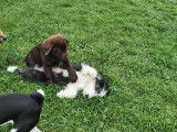 Debons'Chien