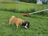 Debons'Chien