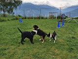 Debons'Chien