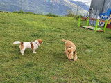 Debons'Chien