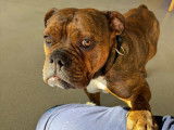 Bouledogue Attitude