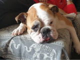 Bouledogue Attitude