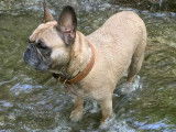 Bouledogue Attitude