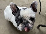 Bouledogue Attitude