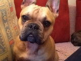 Bouledogue Attitude