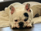 Bouledogue Attitude