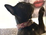 Bouledogue Attitude