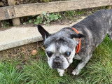 Bouledogue Attitude