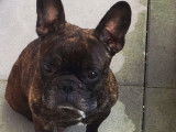 Bouledogue Attitude