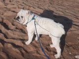 Bouledogue Attitude