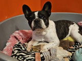 Bouledogue Attitude