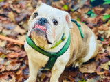 Bouledogue Attitude