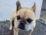 Bouledogue Attitude