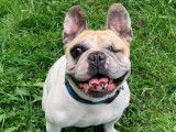 Bouledogue Attitude
