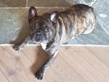 Bouledogue Attitude