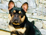 Bouledogue Attitude