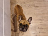 Bouledogue Attitude
