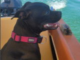 Bouledogue Attitude