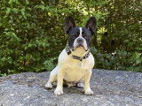 Bouledogue Attitude