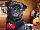 Bouledogue Attitude