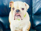 Bouledogue Attitude