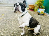 Bouledogue Attitude