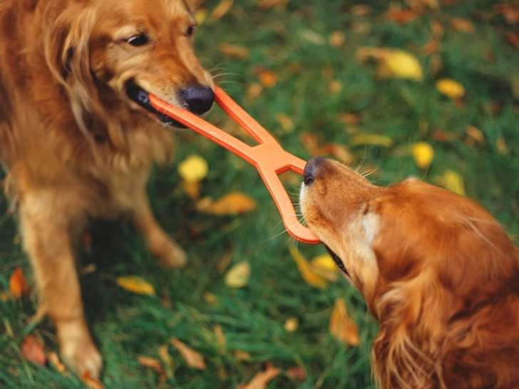 École d'Éducation Canine Ancenis