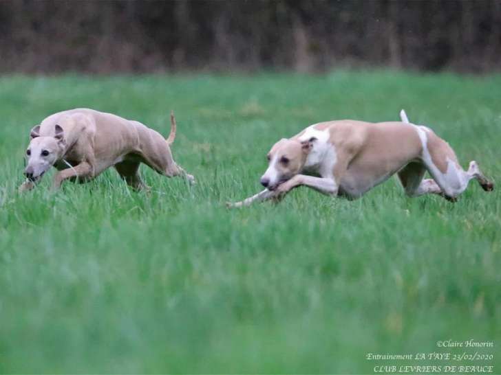 Harmonie CaniHumains