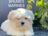 Brumes Marines