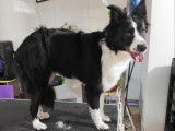 Nova, un Border Collie, après sa toilette