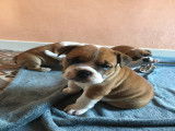 Simba petit mâle disponible