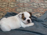 Stitch petit mâle disponible